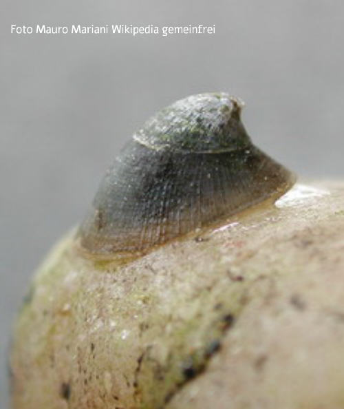 Flussmuetzenschnecke