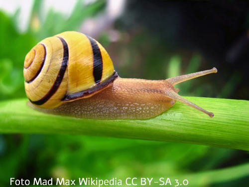 Hain-Bnderschnecke