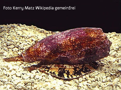 Neuschnecke